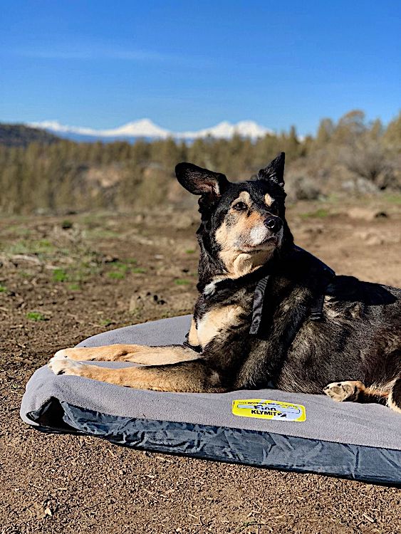Klymit Moon Dog Bed