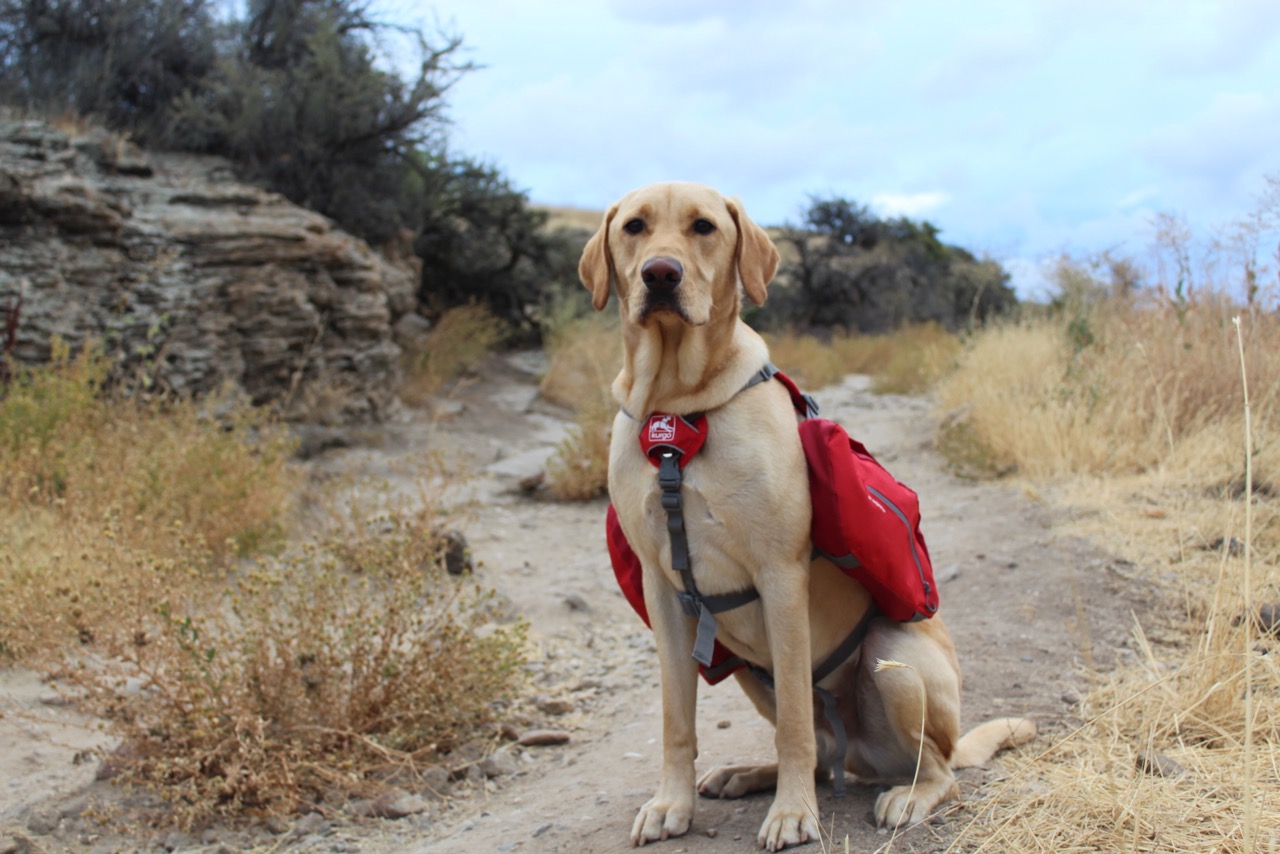 Bowl Leash Waste Bags