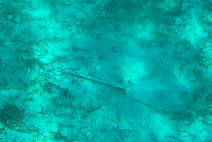 ray on bottom of ocean in Fiji