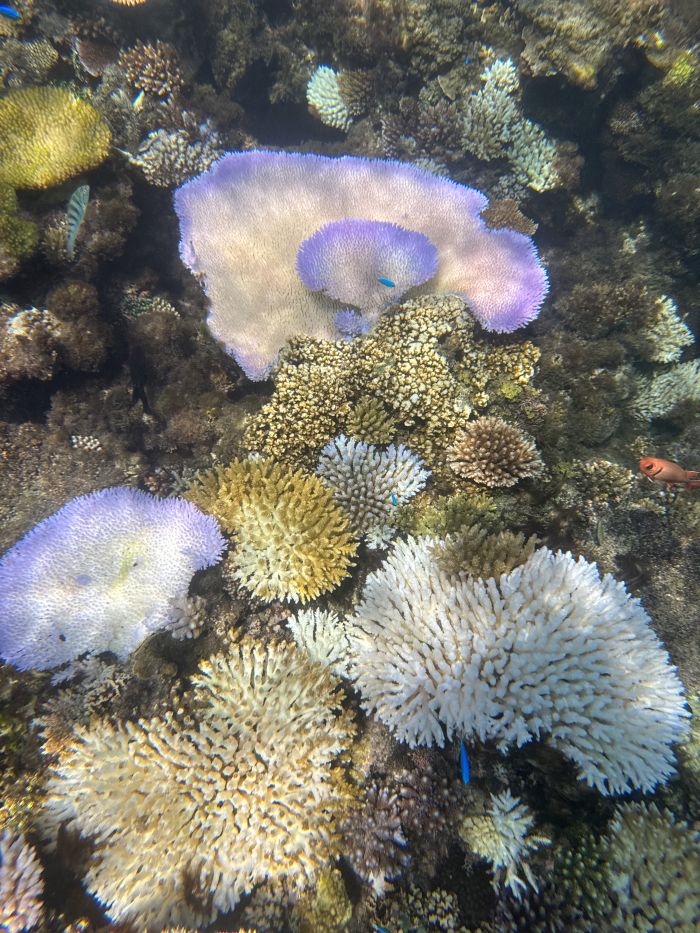 Colorful coral reef in Fiji