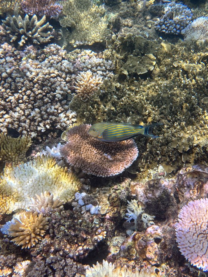 Photo of coral reef with fish in Fiji