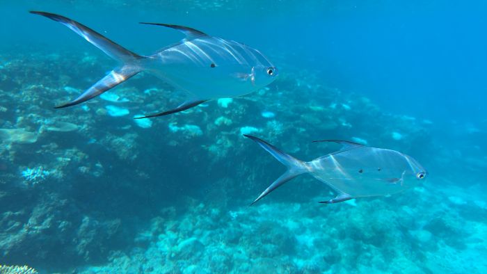 smallspotted dart fish in Fiji
