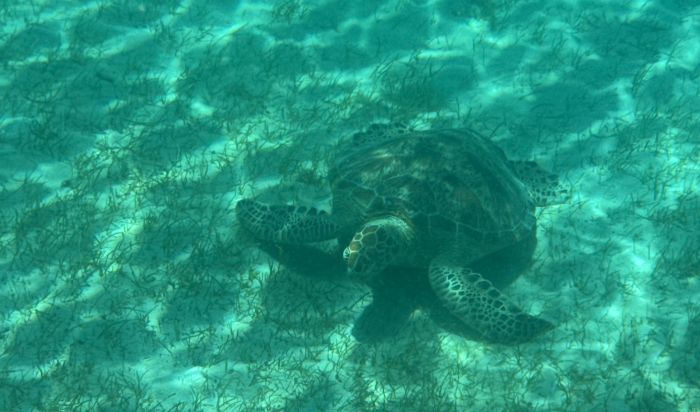 Sea turtle in the water in Fiji