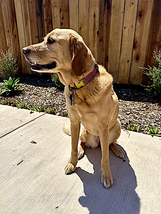 Mae models the Cotopaxi Del Dia Dog Collar